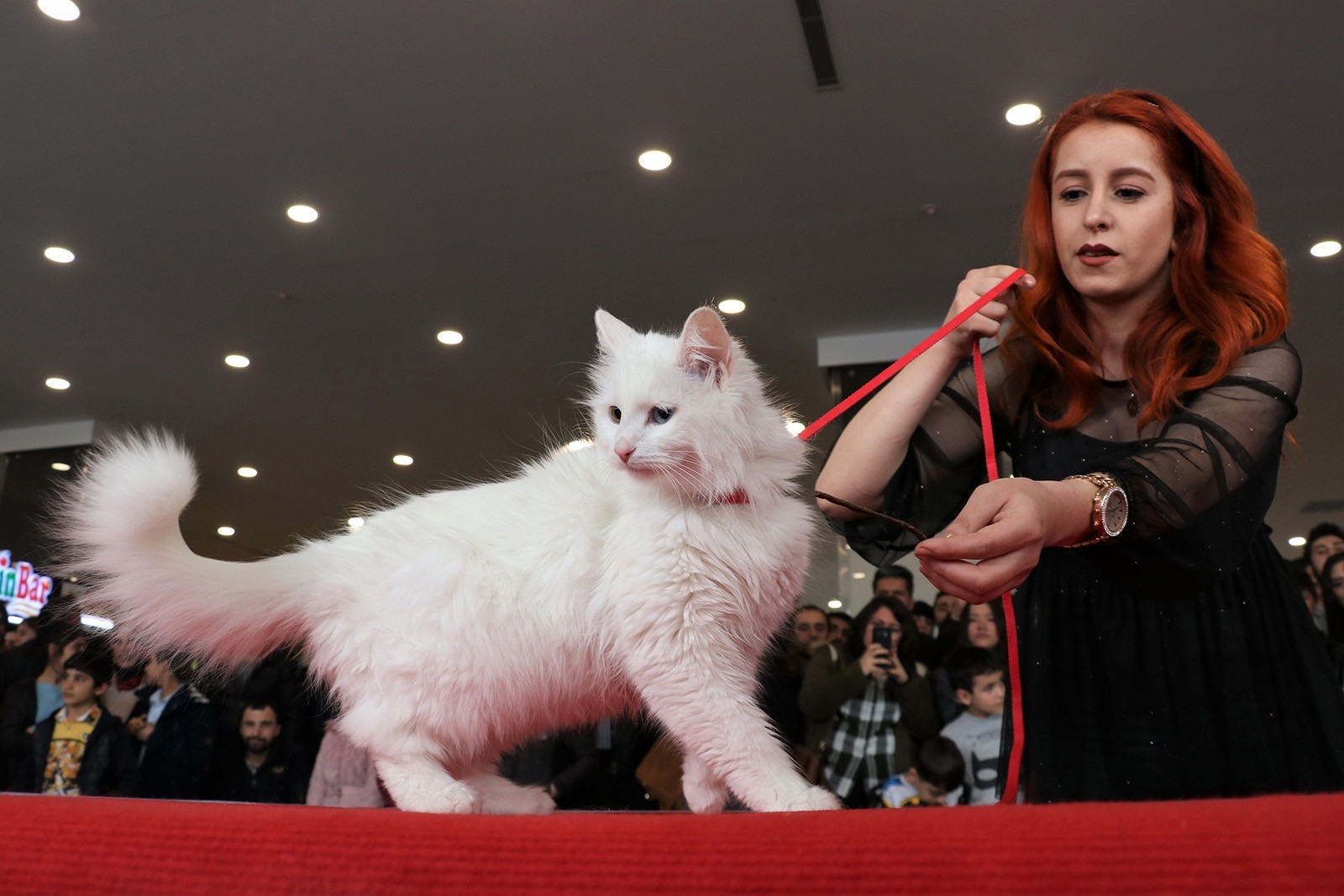 Van Cat Beauty Contest 2019