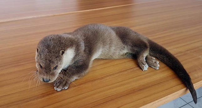 Locals find wounded otter in eastern Turkey’s Tunceli - Daily Sabah