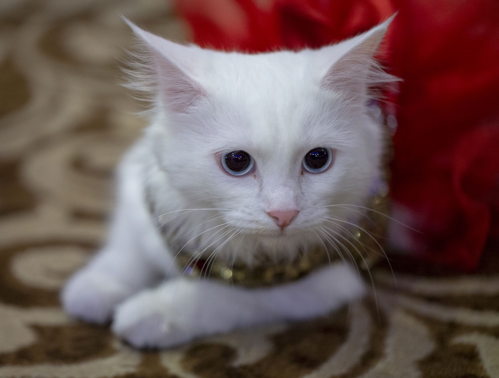 Самые красивые коты Турции собрались на фестивале в Анкаре
