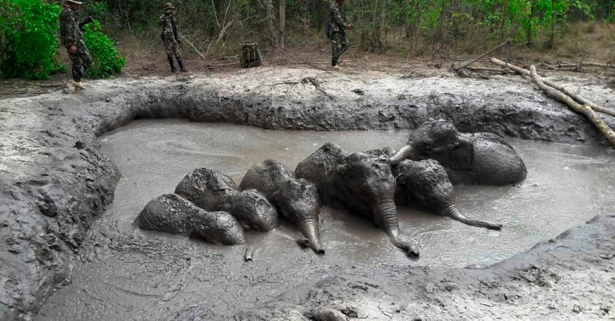 Thap Lan National Park rangers prepare to extract six baby elephants stuck in a muddy pond at Thap Lan National Park, Nakhon Ratchasima province, northeastern Thailand on March 28, 2019. (AP Photo)
