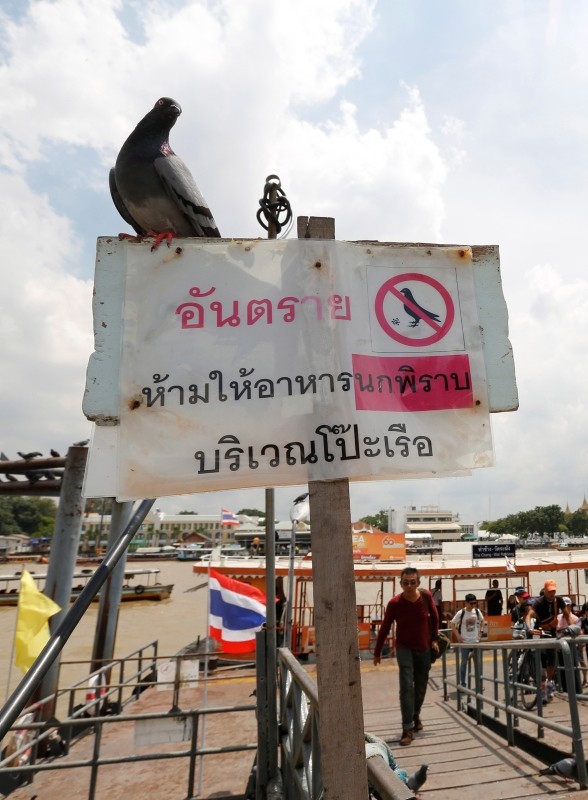 A pigeon sits on a banner that reads: 'Stop feeding the pigeons' at a pier near the Chaopraya River in Bangkok, Thailand, 21 Sept. 2018. (EPA Photo)