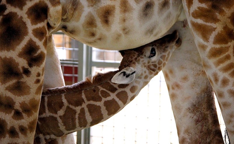 A newborn giraffe with his mother in the zoo in Opole, Poland, 30 March 2017. (EPA Photo)