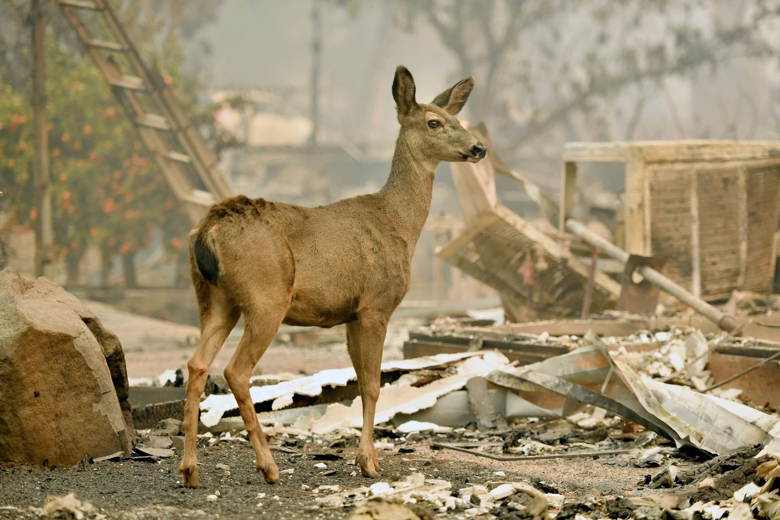 Самый разрушительный пожар в истории Калифорнии