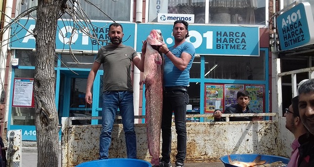 صياد تركي يحمل سمكة سلور عملاقة اصطادها بصنارته في قارص الأناضول