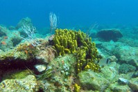 The Gulf of Saros mesmerizes divers with its rich marine life.