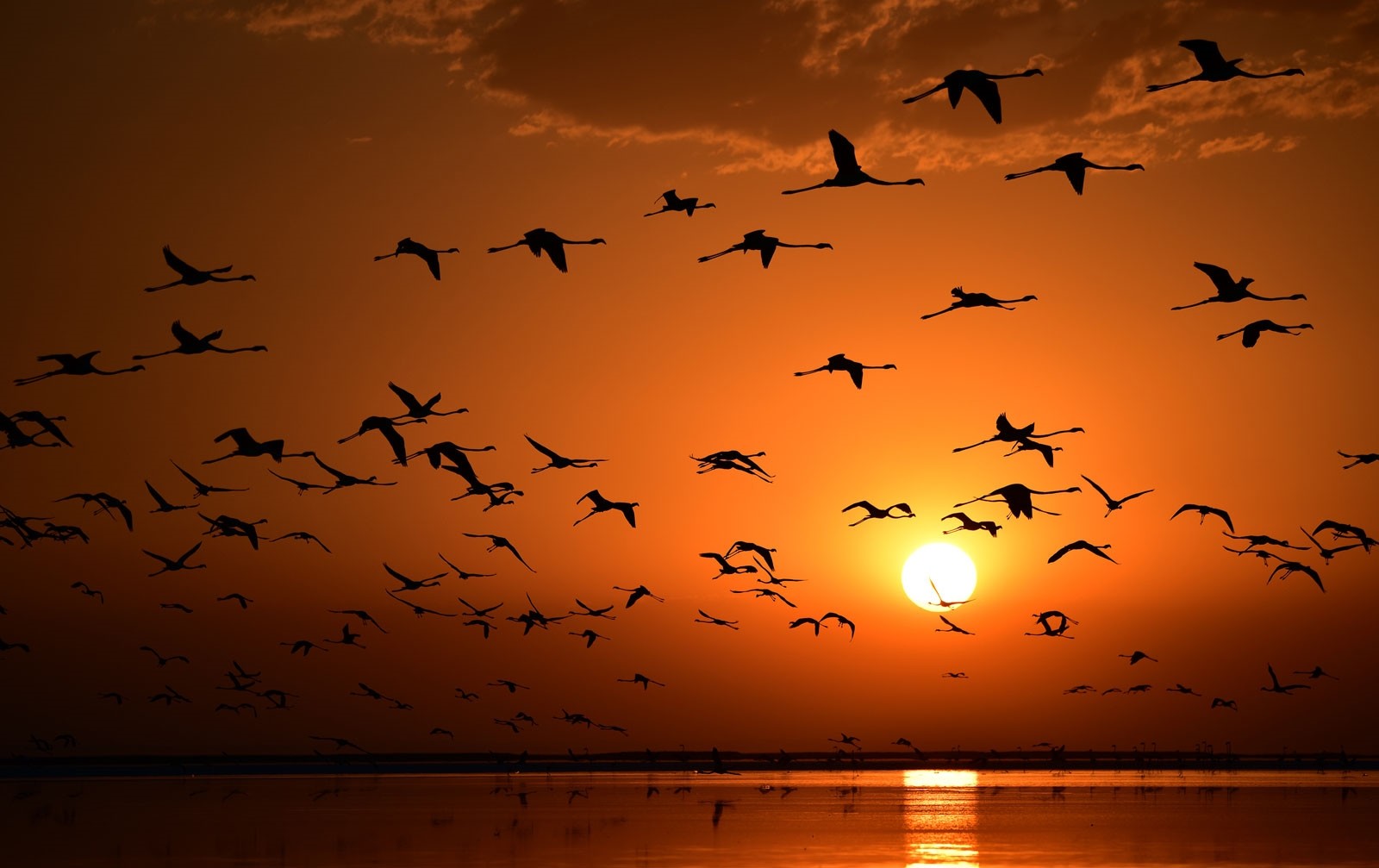 Сотни фламинго прилетели к турецкому озеру Туз
