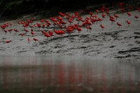 French Total is hunting for what it hopes will be Latin America's next big oil discovery in Brazil's Amazon Basin. (Reuters Photo)