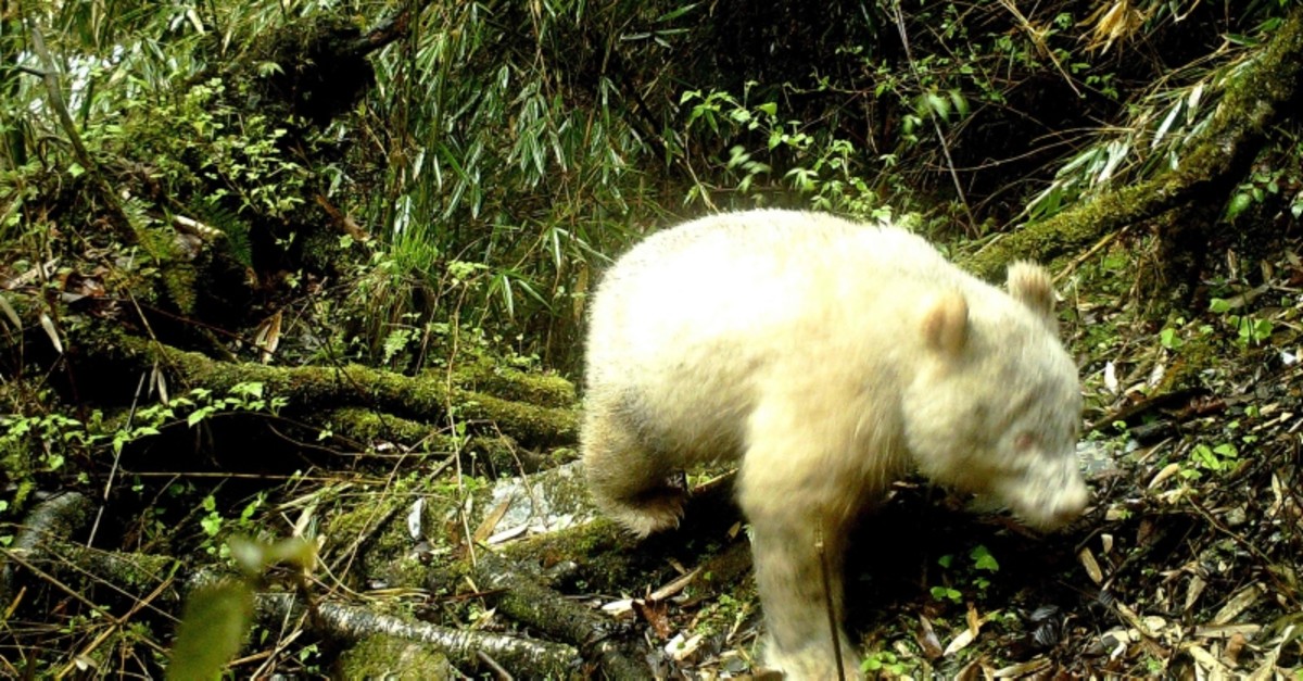 This handout photograph taken on April 20, 2019 and released by the Wolong National Nature Reserve on May 26, 2019 shows a rare all-white giant panda in Wenchuan County, southwest China's Sichuan province. (AFP Photo)