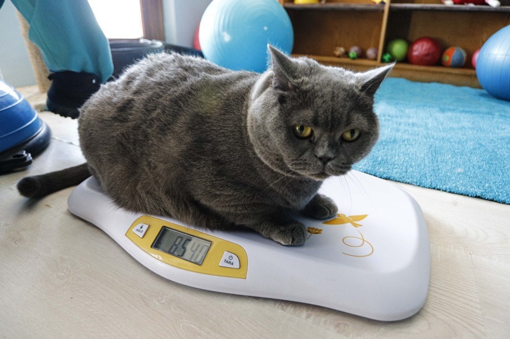 Obese Cat Hits Gym Every Day To Shed Kilos Daily Sabah