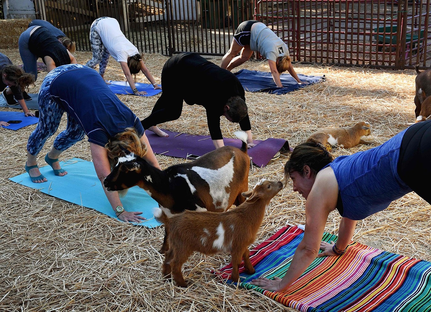 Goat Yoga