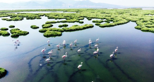 Marshy miracles: Wetlands are Earth's key to coping with climate change - Daily Sabah