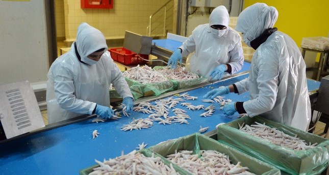 من مقرات شركة غاديك بيليتش حيث تجري عمليات تجهيز أرجل الدجاج للتصدير الأناضول