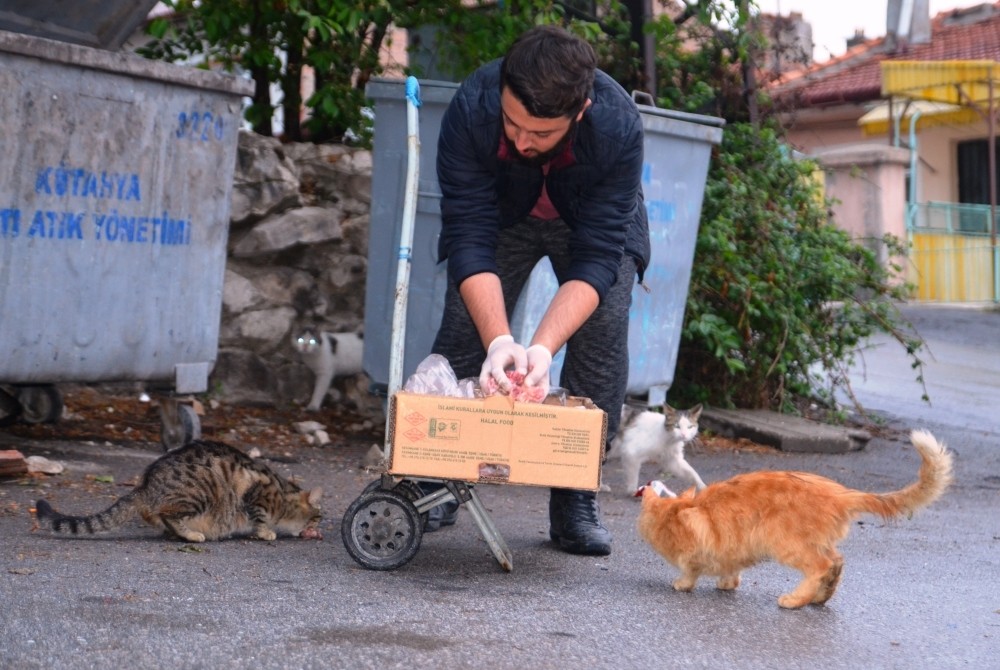 Turkish student dedicates himself to feeding hundreds of cats Daily Sabah