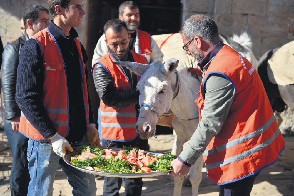 Colleagues feed the donkeys in the ceremony.