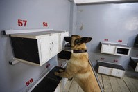 Dogs undergo training for sniffing different types of drugs, explosives and other illegal substances. (DHA Photo)