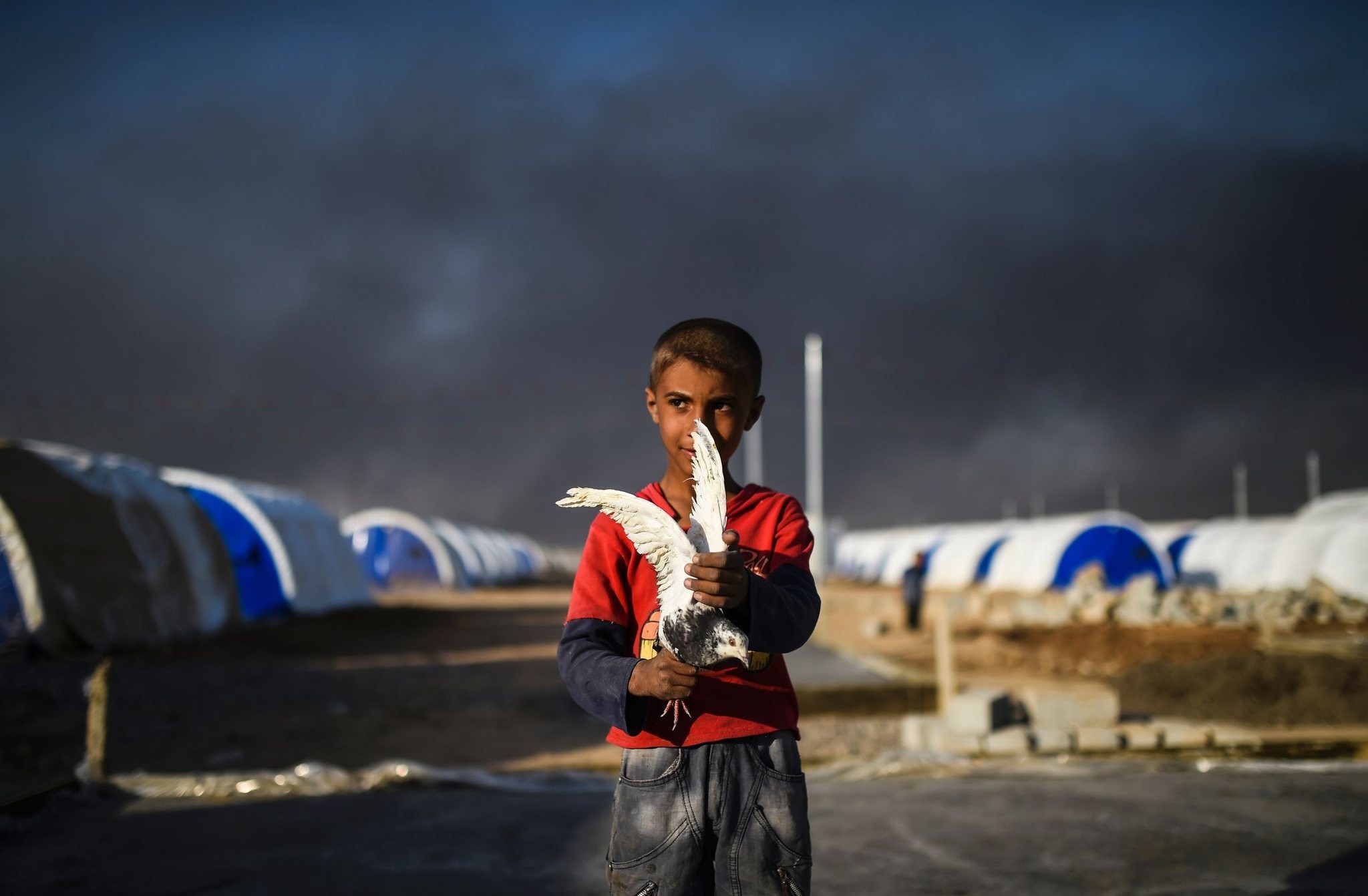 A young displaced Iraqi boy holds a pigeon at a refugee camp in the town of Qayyarah, Mosul, Oct. 22, 2016. 