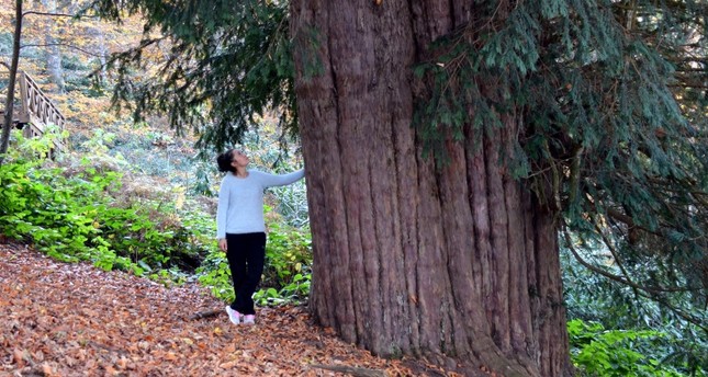 بعمر يتجاوز الأربع آلاف عام.. خامس أقدم شجرة في العالم ترحب بزوارها