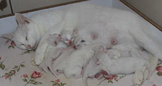 Në një ngjarje të paprecedentë... Një mace lind 10 kotele në qytetin e Van - Daily Sabah Arabic