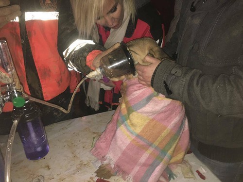 A dog’s chance: Puppy stuck in Istanbul borehole rescued after 11 days