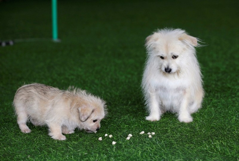 Nine-year-old Juice looks at its two-month-old clone at He Jun's pet resort in Beijing, China November 26, 2018. (REUTERS Photo)