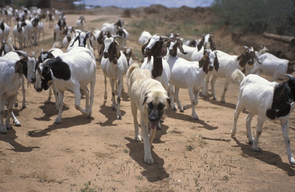 Kangal dogs serve as an intimidating force against cheetahs preying on livestock. (Courtesy of TIKA)