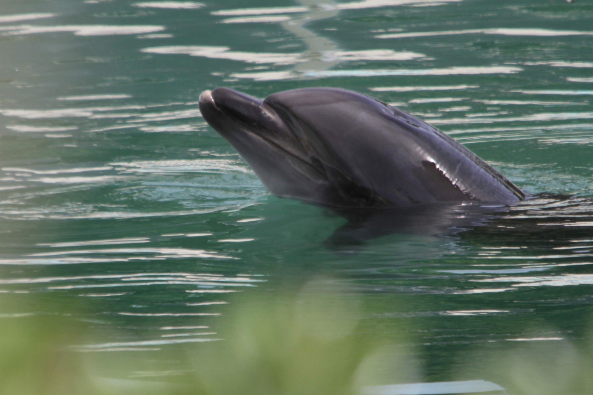 Honey, a bottle-nose dolphin, is seen abandoned at Inubosaki Marine Park Aquarium in Choshi, Japan August 15, 2018. Picture taken August 15, 2018. (PEACE/Handout via REUTERS)