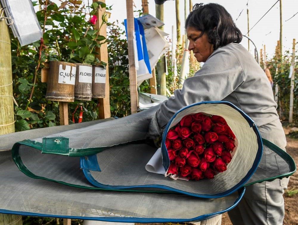A worker selects pink roses to be packed ahead of Valentine's Day at a flower farm in Tabio, Colombia.