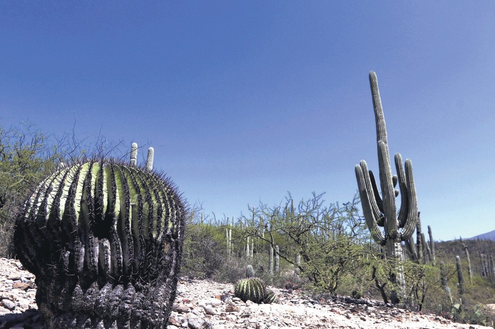 A view of Tehuacan-Cuicatlan Valley in Mexico.