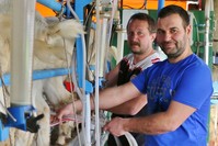 Chemist Cansu Cansunal (L) and food engineer Ozan Ektik (R) working at a dairy and goat farm that they established with the help of a bank loan in Balu0131kesir.