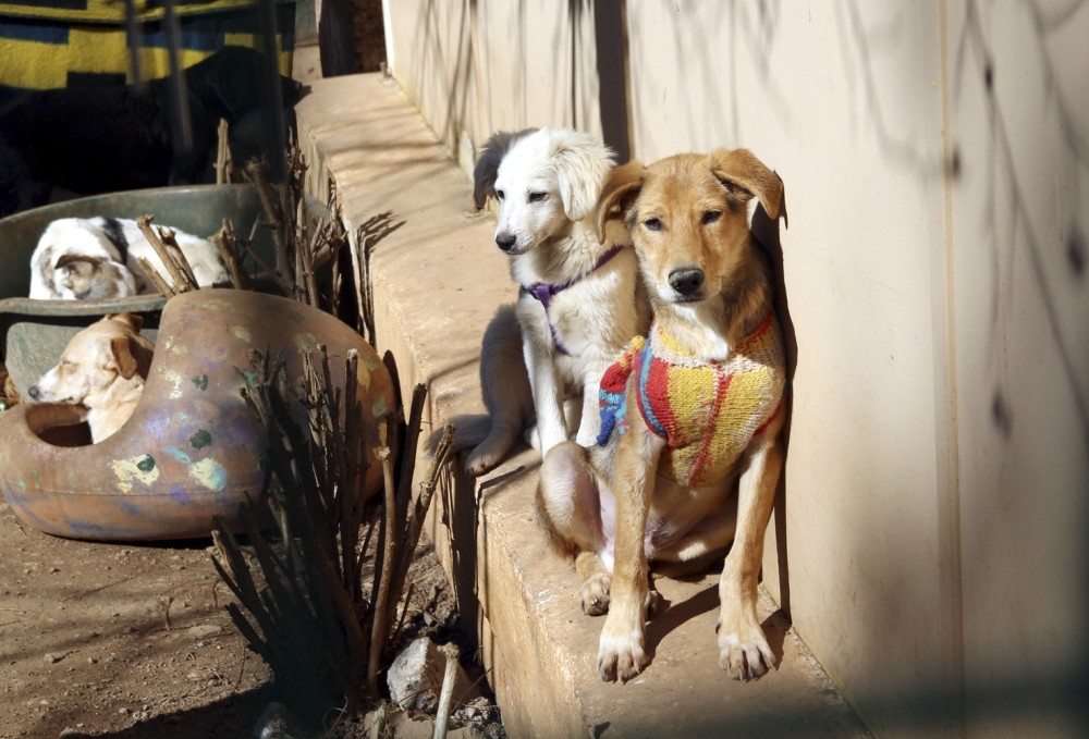 Some people stay in Marmaris for six months, purchasing dogs in the beginning of the vacation season, only to leave them behind when head go back home, causing an increase in the dog population.