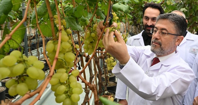 وزير الزراعة والغابات يشارك في حصاد العنب في الدفيئة في مانيسا، غرب تركيا، 8 ديسمبر 2023. الأناصول