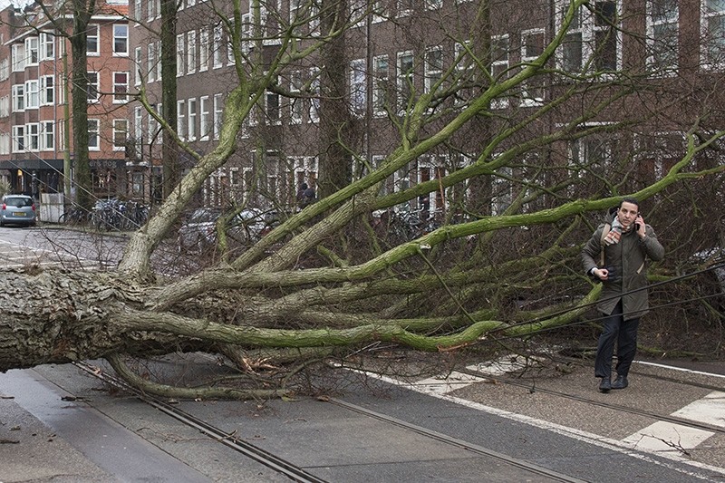 A man who escaped unharmed makes a phone call after his scooter was hit by a crashing tree uprooted by heavy winds in Amsterdam, Netherlands, Thursday, Jan. 18, 2018. (AP Photo)