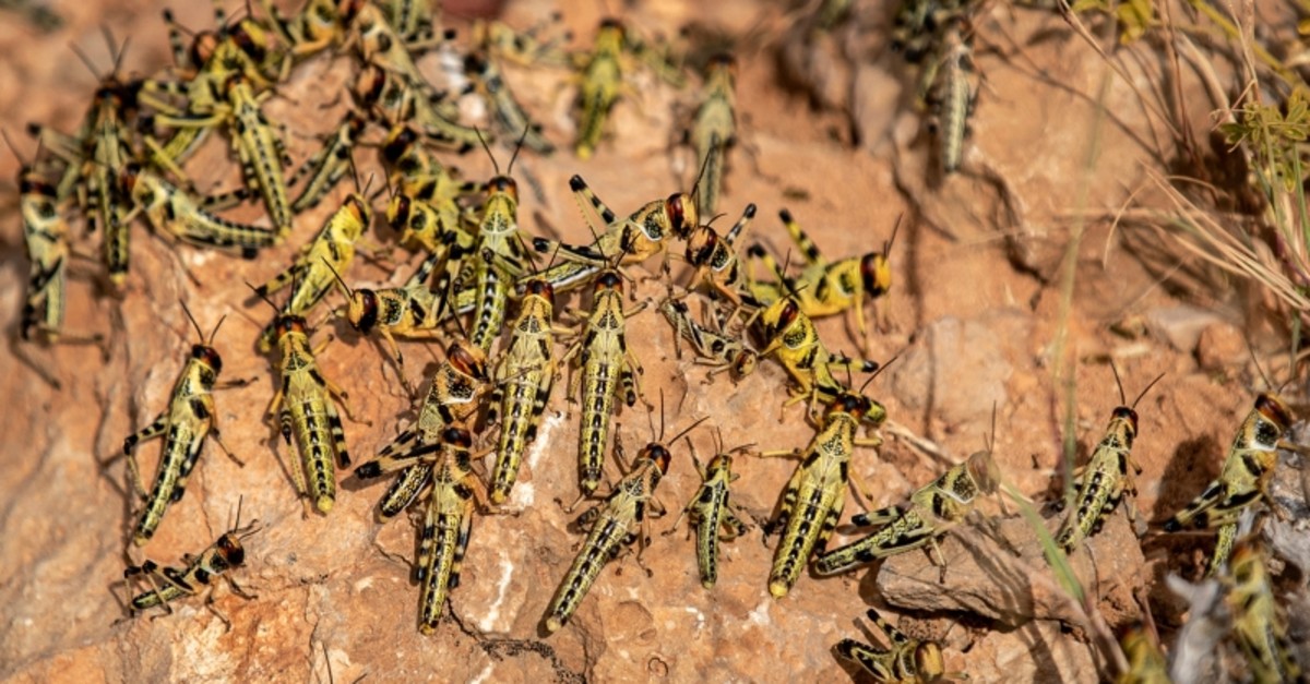 In this photo taken Wednesday, Feb. 5, 2020, young desert locusts that have not yet grown wings crowd together on a rock in the desert near Garowe, in the semi-autonomous Puntland region of Somalia. (AP Photo)