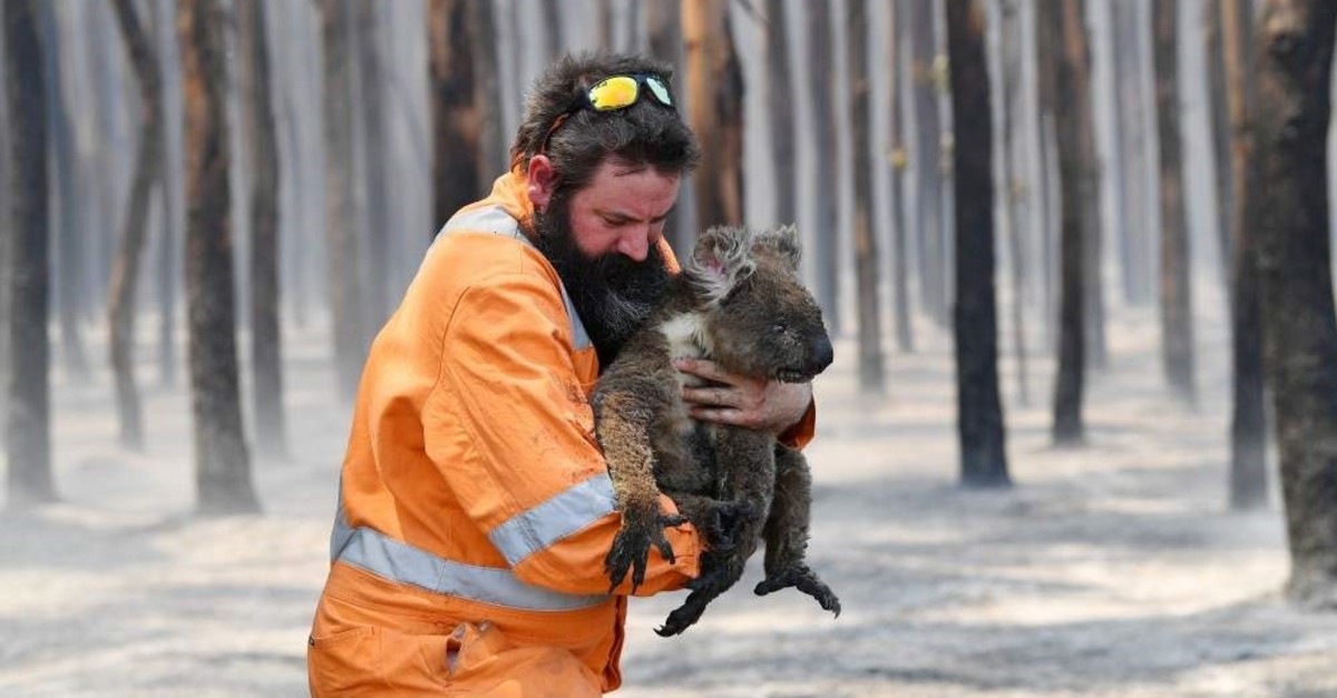 Volunteers Knit Mittens Pouches For Koalas And Joeys Burnt By