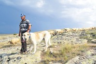 Aksaray Malaklu0131su0131 is the largest of the Anatolian sheep dog breed.