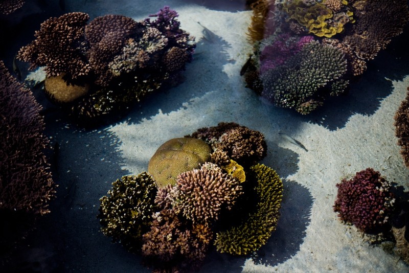 healthy corals are exhibited at the marine observatory in the Red Sea city of Eilat, southern Israel (AP Photo)