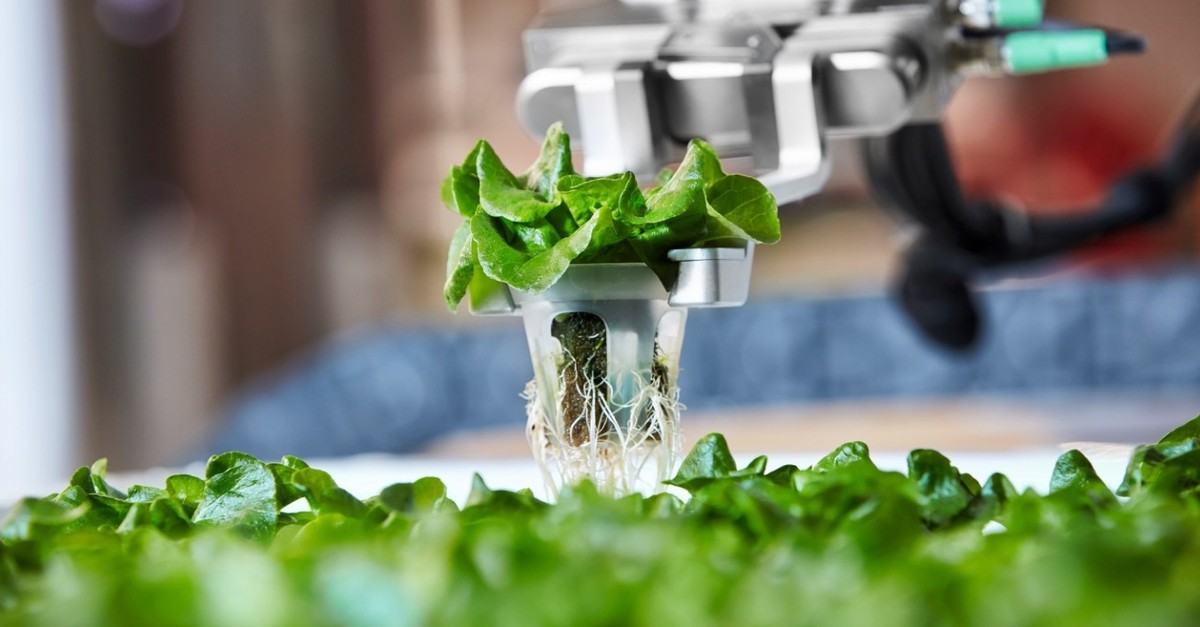 Robot Angus grows green vegetables such as lettuce, garlic chive, cilantro and basil.