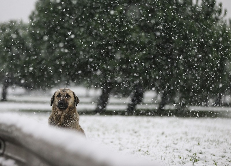 A stray dog watches snow fall in Istanbul on Dec. 12, 2018. (AA Photo)