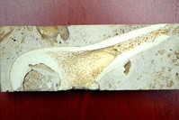 The findings include 2 different species of giraffe, 2 different rhinos very similar to modern rhinos, 2 early horses, 2 hyenas, 1 of them much larger than the modern species, and an elephant fossil morphologically similar to modern-day hippos. 