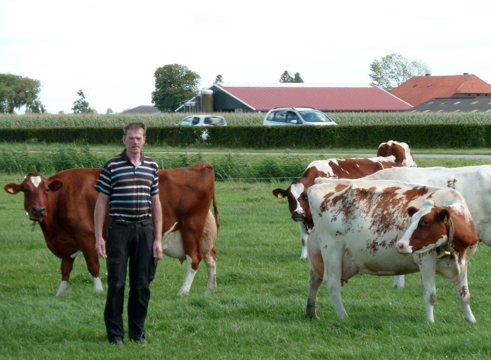 Livestock farmer and milk producer Gerard Hartveld, 52, poses next to his Red Holstein cows in his farm on Nieuwveen.