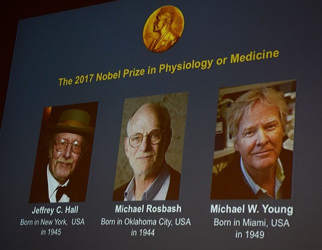 Winners of the 2017 Nobel Prize in Physiology or Medicine (L-R) Jeffrey C. Hall, Michael Rosbash and Michael W. Young are pictured on a display during a press conference at the Karolinska Institute in Stockholm on October 2, 2017. (AFP Photo)