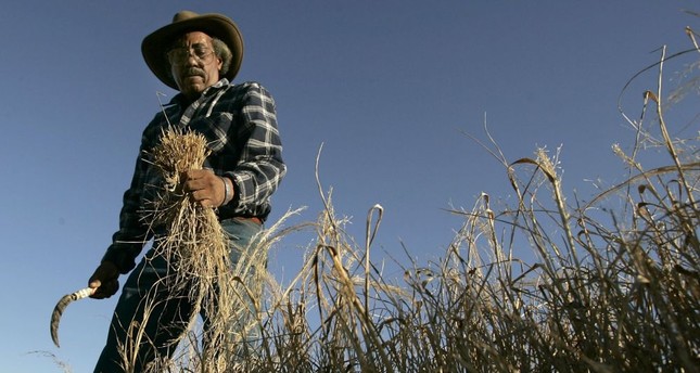 Some 6.5 million farmers produce 44 million quintals (9.7 billion pounds) of teff every year.