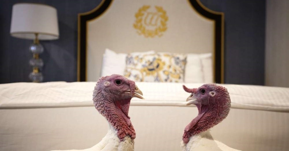 Bread and Butter, the national Thanksgiving turkey, and its alternate hang out in their room at the Willard Hotel after being introduced to members of the media during a press conference held by the National Turkey Federation, Washington, Nov. 25, 2019. (AFP)