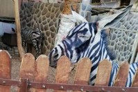  Photo from Facebook via Mahmoud A. Sarhan