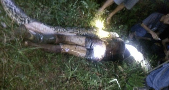 Photo shows 25-year-old man  found dead inside the stomach of a 4-metre long python in Indonesia's West Sulawesi province. (Local media)