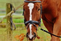 The hippotherapy is conducted with four ponies residing in the facility where childrenu2019s development can be tracked, and their exercise schedules are planned based on their progress.