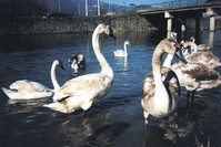 Swans, affected badly due to climate change and pollution in the Black Sea region, in Ordu province at the Black Sea coast. In the past year, swans migrating to many Black Sea cities, including Ordu, was very low.