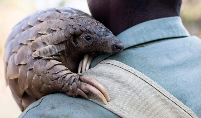 Resultado de imagen de pangolin