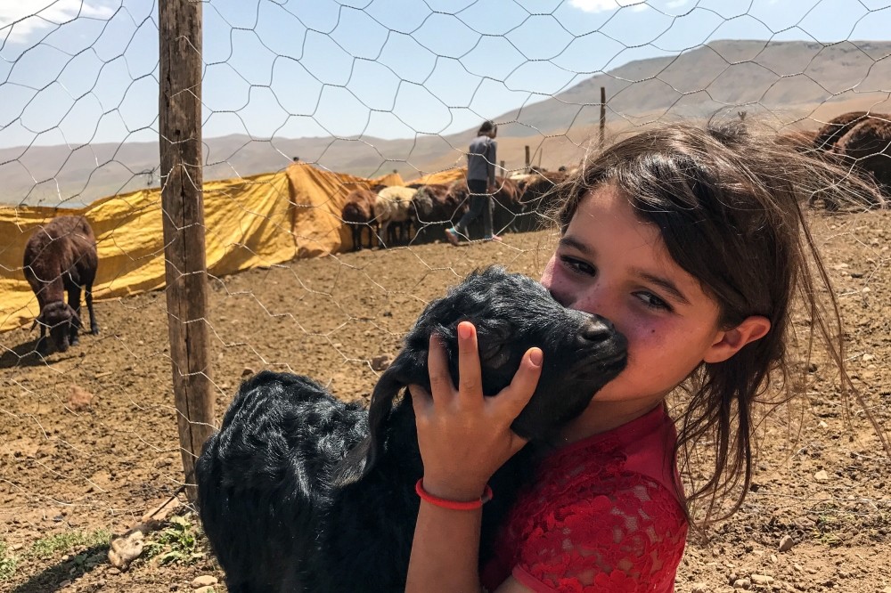 A Yu00f6ru00fck child hugs one of the cattle her family feeds in the highlands of Eastern Anatolia.