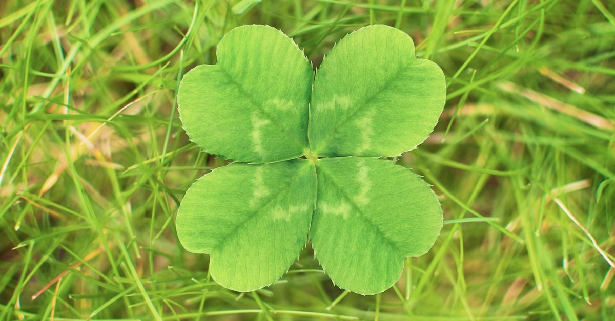 Why are four-leaf clovers lucky and what should you do if you